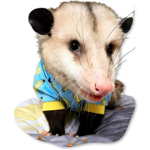 Sticker Opossum-Sesame - 1