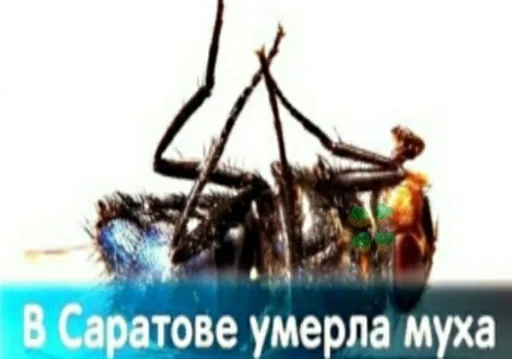 СМС скриншот животное