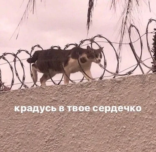 СМС на открытом воздухе млекопитающее