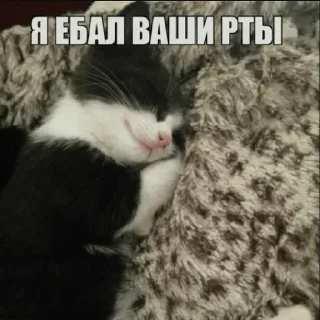 Стикер nekon4an - 4