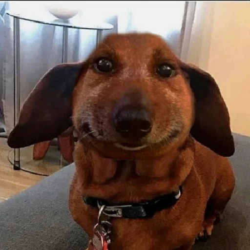 Опухшая собака - 