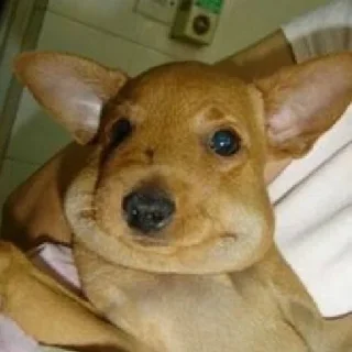 Sticker Опухшая собака - 7