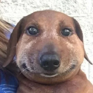 Sticker Опухшая собака - 11