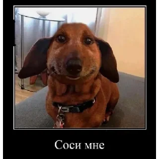 Sticker Опухшая собака - 3