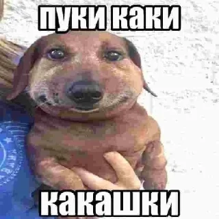 Sticker Опухшая собака - 4