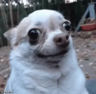 Стикер Orange Cake - 8