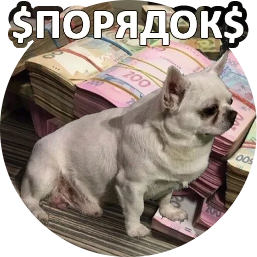 pet mammal dog breed