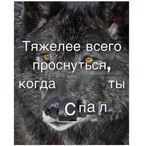 Стикер OrehovyjStikerpak - 1