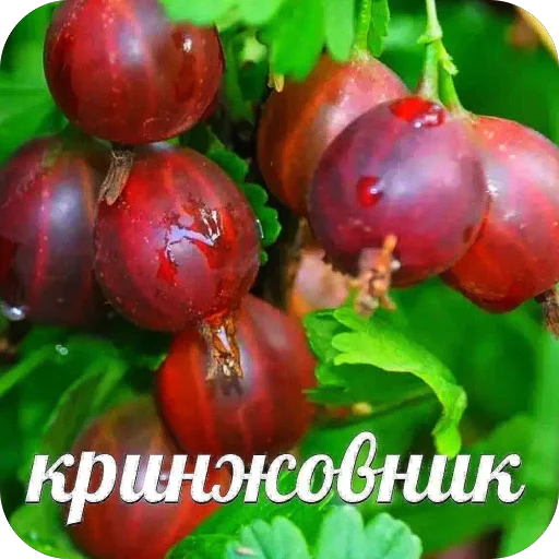 Sticker OrehovyjStikerpak - 1