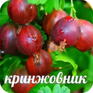 Sticker ореховый стикерпак - 3