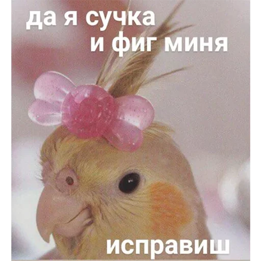 Стикер Oreyropac - 1