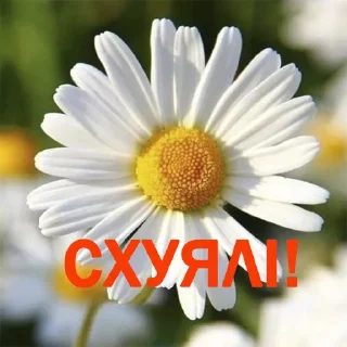 Sticker Чат 69 оргазмів - 1