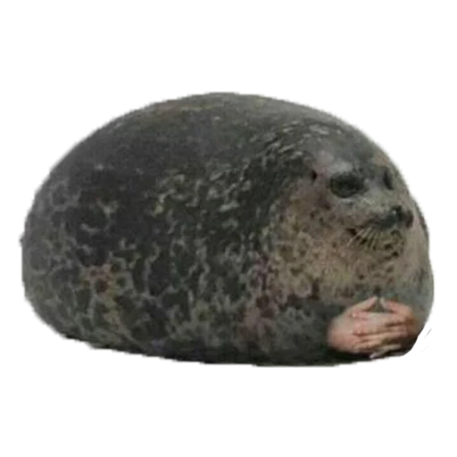 животное млекопитающее морские млекопитающие