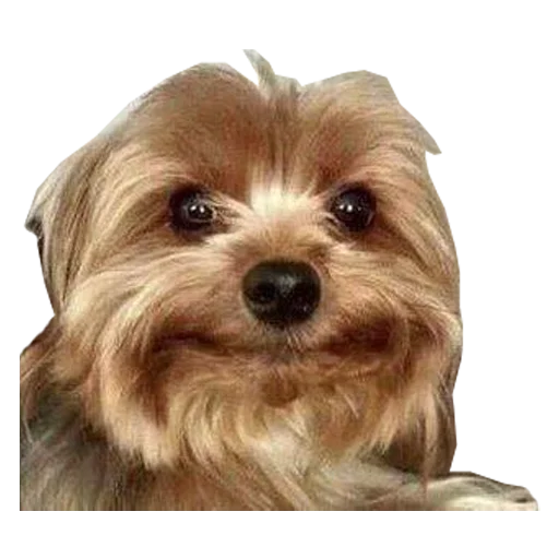 animal mammal dog breed