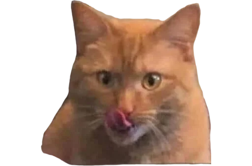 млекопитающее животное кошка