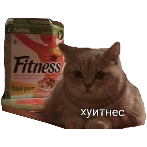 СМС животное кошка