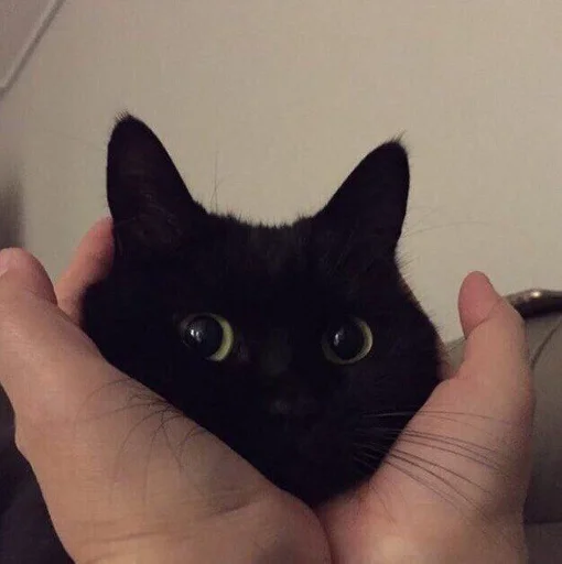 Стикер мяу ;; @ww_help :: @fStikBot - 10