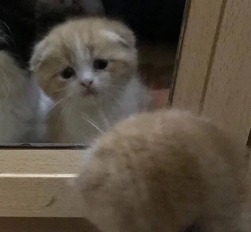 мяу ;; @ww_help :: @fStikBot - 