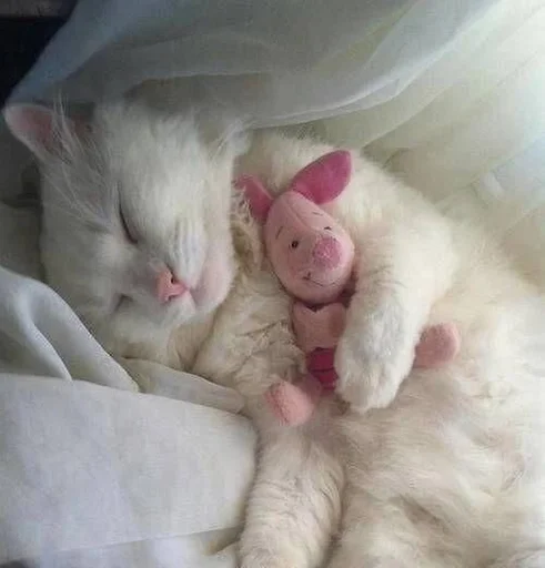 Стикер мяу ;; @ww_help :: @fStikBot - 5