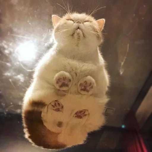 Стикер мяу ;; @ww_help :: @fStikBot - 3