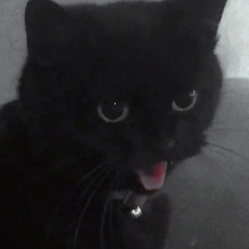 Стикер мяу ;; @ww_help :: @fStikBot - 2