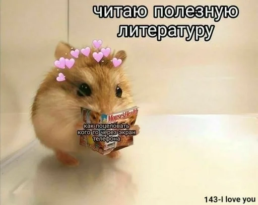 mammal hamster animal