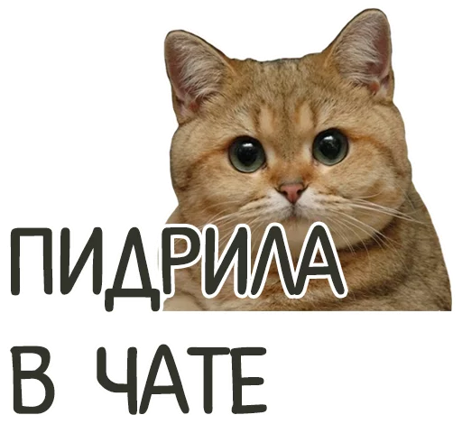 cat animal domestic cat