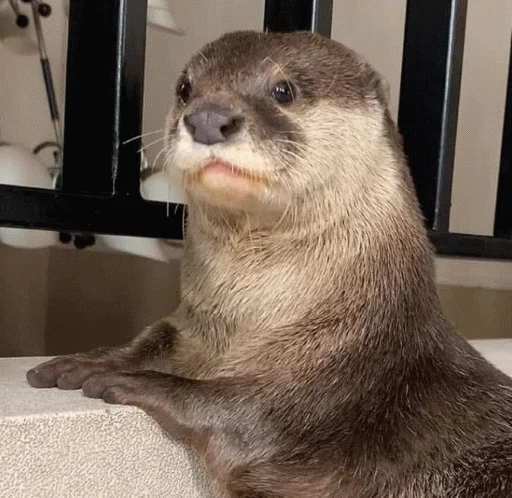 Sticker @vidromemi Otter Marson - 11