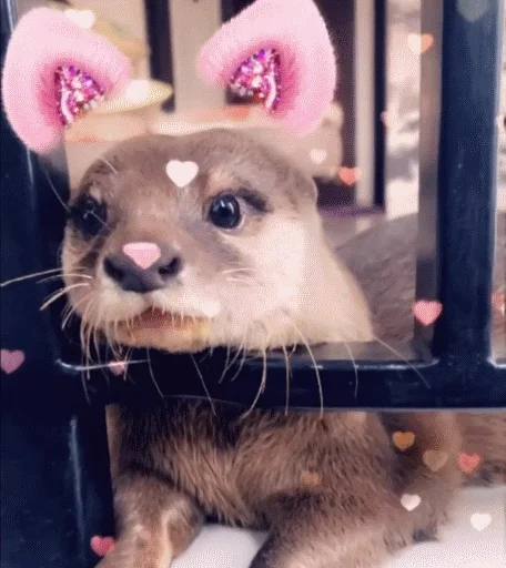 Sticker @vidromemi Otter Marson - 10