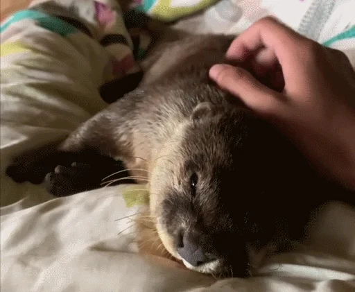 Sticker @vidromemi Otter Marson - 8