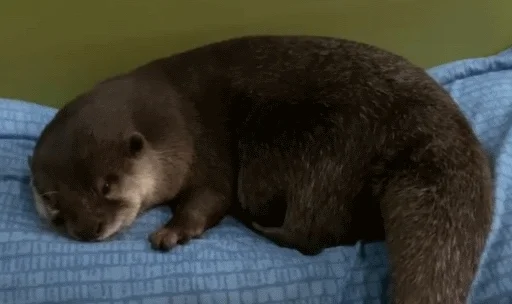 Sticker @vidromemi Otter Marson - 6