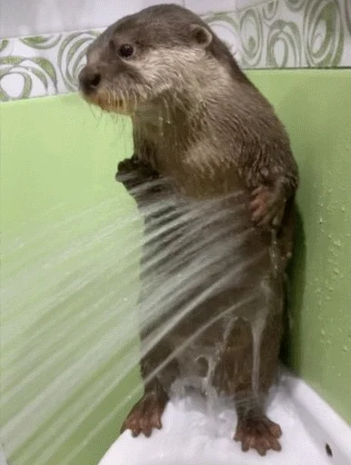 Sticker @vidromemi Otter Marson - 5