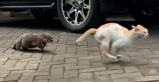 Sticker @vidromemi Otter Marson - 3