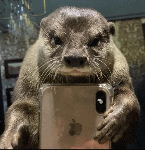 Sticker @vidromemi Otter Marson - 2