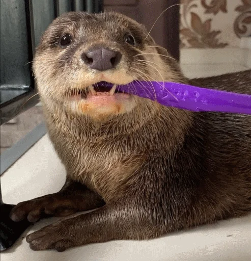 Sticker @vidromemi Otter Marson - 0