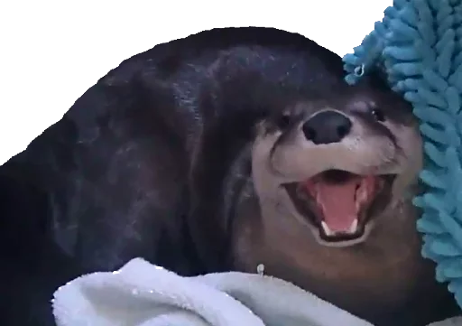 birthday cake animal mammal