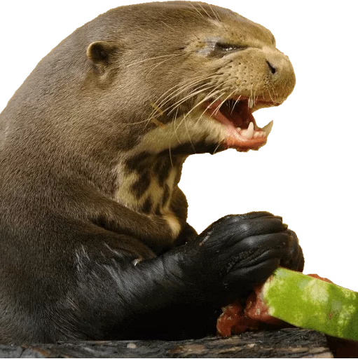 mammal animal marine mammal