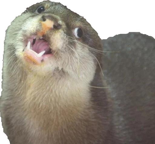 animal mammal otter