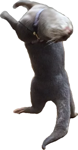 mammal jumping animal