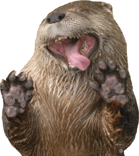 animal mammal otter