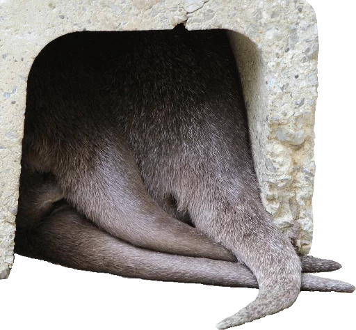 animal mammal ground