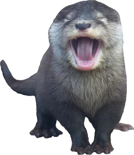 animal mammal marine mammal