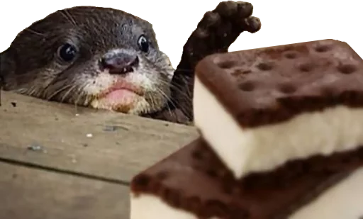 mammal dessert animal