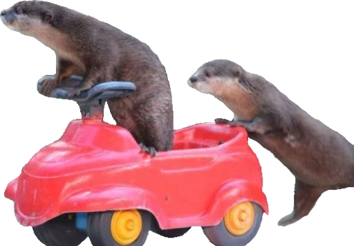 млекопитающее животное морские млекопитающие