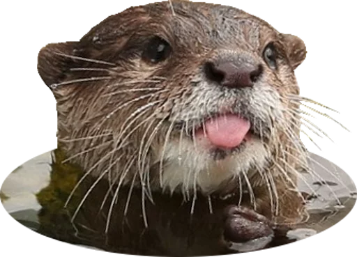 животное млекопитающее рыло