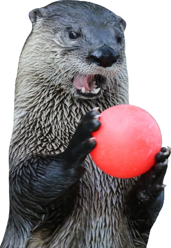 млекопитающее животное выдра