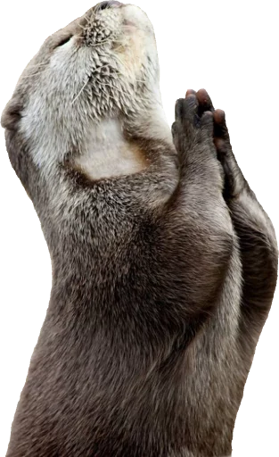 животное млекопитающее рыло