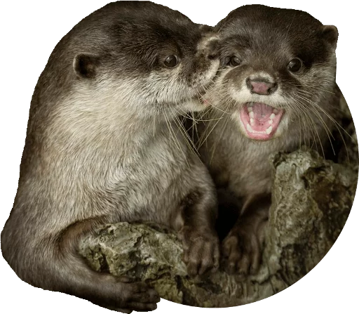 млекопитающее животное рыло