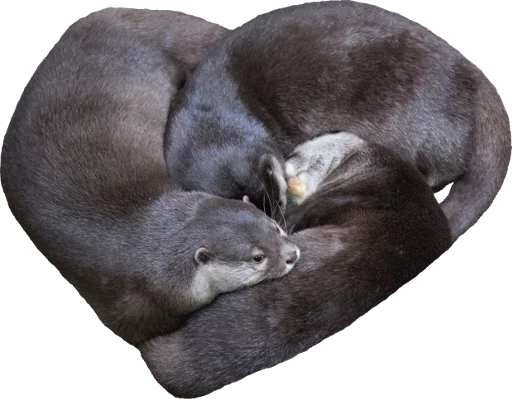 животное млекопитающее рыло