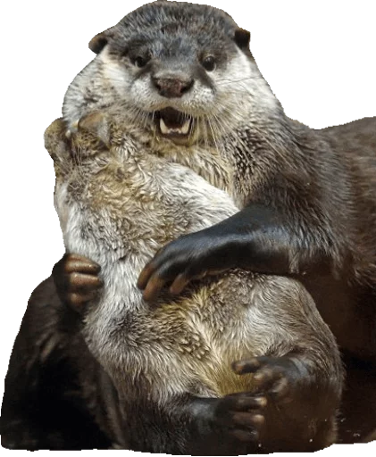 Otters Gotta Ott 2 - animal